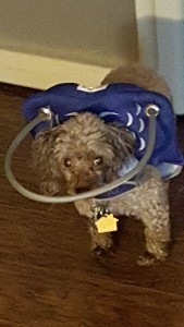 Bit Blind Poodle Halo