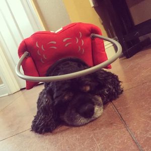Bosco Blind Cocker Spaniel Halo