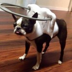 Bosi Blind Boston Terrier