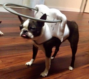 Bosi Blind Boston Terrier