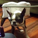 Bosi Blind Boston Terrier Halo