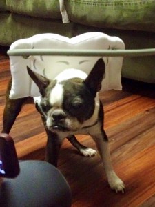 Bosi Blind Boston Terrier Halo