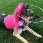 Brandee Blind German Shepard Halo
