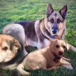 Brandee Blind German Shepard Halo