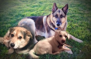 Brandee Blind German Shepard Halo