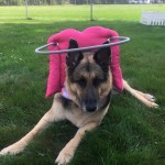 Brandee Blind German Shepard Halo