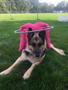 Brandee Blind German Shepard Halo