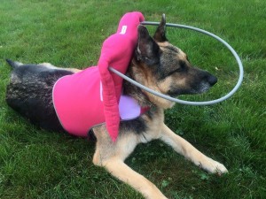 Brandee Blind German Shepard Halo