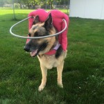Brandee Blind German Shepard Halo