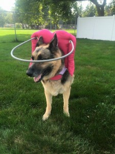 Brandee Blind German Shepard Halo