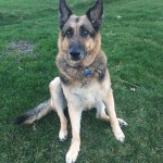 Brandee Blind German Shepard Halo