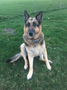 Brandee Blind German Shepard Halo