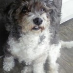 Britney Spears Blind Shih Tzu Halo