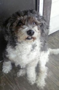 Britney Spears Blind Shih Tzu Halo
