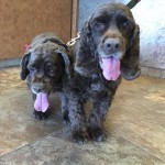 Brownie Blind Cocker Spaniel