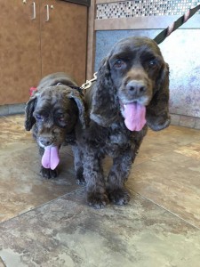 Brownie Blind Cocker Spaniel