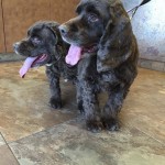 Brownie Blind Cocker Spaniel Halo