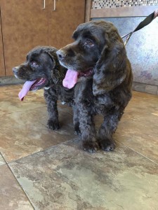 Brownie Blind Cocker Spaniel Halo