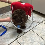 Brownie Blind Cocker Spaniel Halo