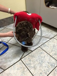 Brownie Blind Cocker Spaniel Halo