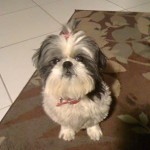 Casey Dia Blind Shih Tzu Halo