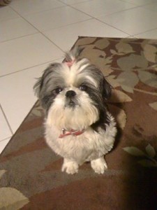 Casey Dia Blind Shih Tzu Halo