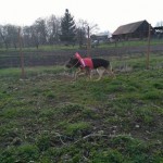 Cesar Blind German Shepard Halo