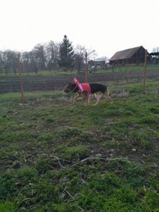 Cesar Blind German Shepard Halo