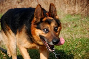 Cesar Blind German Shepard Halo