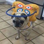 Chloe Blind Pug Halo