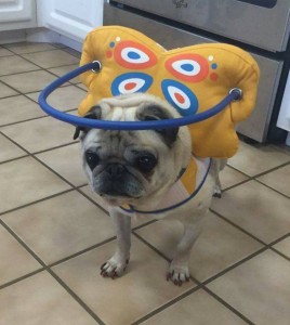 Chloe Blind Pug Halo