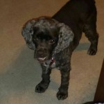 Cocoa Blind Cocker Spaniel Halo
