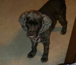 Cocoa Blind Cocker Spaniel Halo