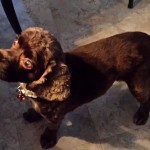 Cocoa Blind Cocker Spaniel Halo