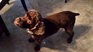 Cocoa Blind Cocker Spaniel Halo
