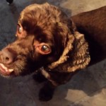 Cocoa Blind Cocker Spaniel Halo