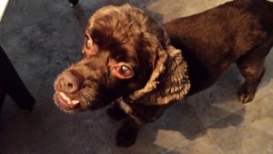 Cocoa Blind Cocker Spaniel Halo