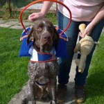 Cody Blind German Shorthaired Pointer Halo