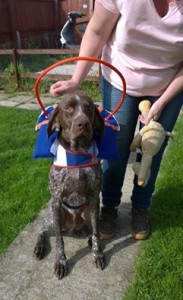 Cody Blind German Shorthaired Pointer Halo