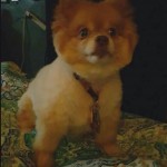 Cookie Blind Pomeranian Halo