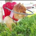 Cookie Blind Pomeranian Halo