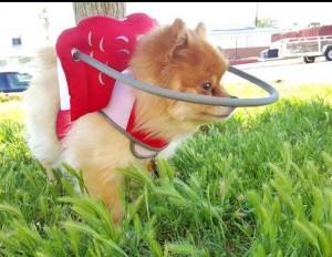 Cookie Blind Pomeranian Halo