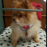 Cookie Blind Pomeranian Halo