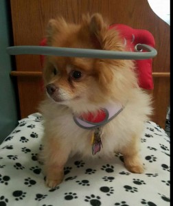 Cookie Blind Pomeranian Halo
