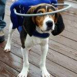 Doc Blind Beagle Halo