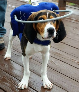 Doc Blind Beagle Halo