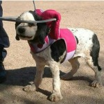 Dolly Blind Cocker Spaniel Halo