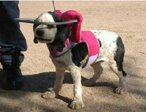 Dolly Blind Cocker Spaniel Halo