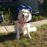 Ellie Blind Collie Mix Halo