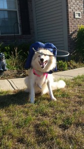 Ellie Blind Collie Mix Halo
